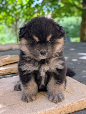 CHIOT 7