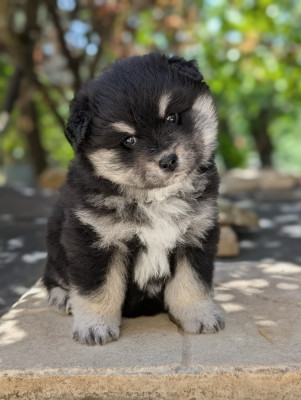 CHIOT 1