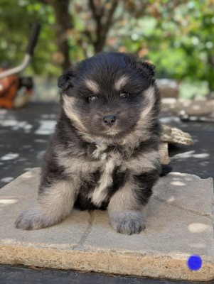 CHIOT 5
