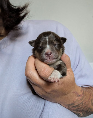 CHIOT