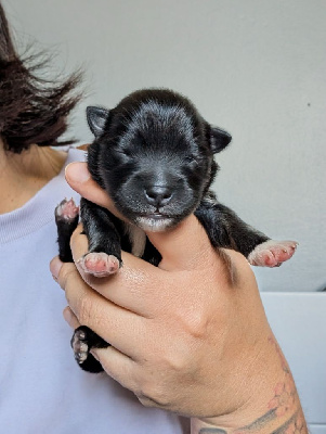 CHIOT