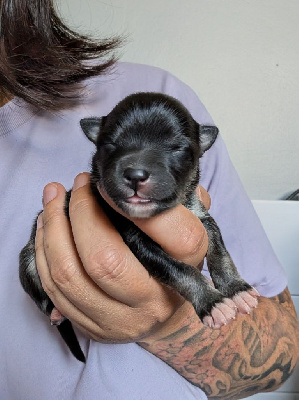 CHIOT