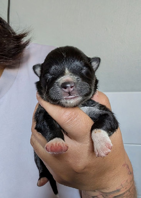 CHIOT