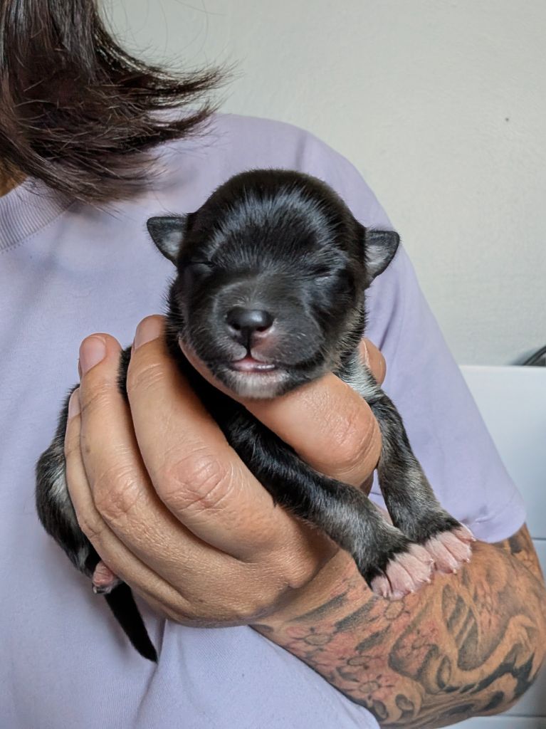Du Temple Namasté De Benthéa - Chiots disponibles - Chien finnois de Laponie