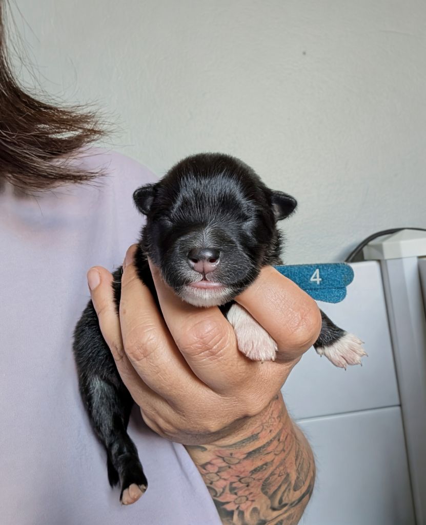 Du Temple Namasté De Benthéa - Chiots disponibles - Chien finnois de Laponie