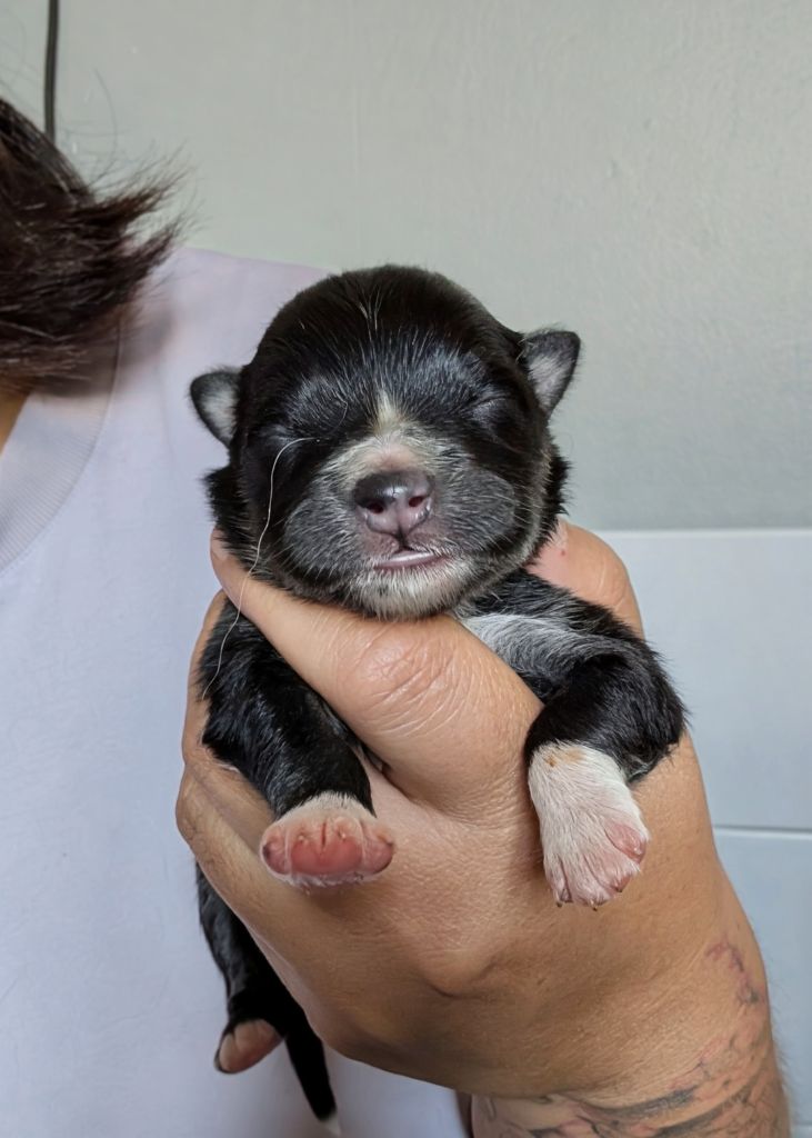 Du Temple Namasté De Benthéa - Chiots disponibles - Chien finnois de Laponie